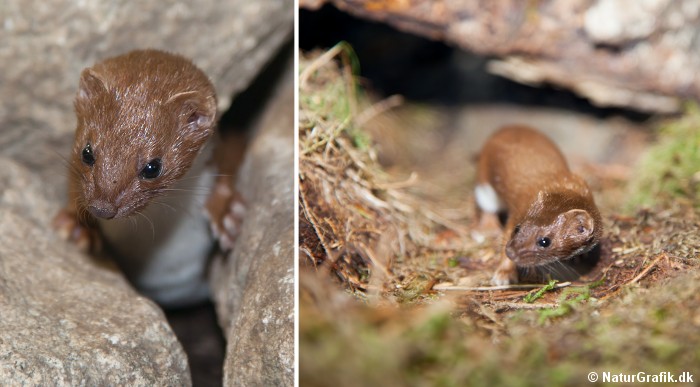 Bruden er endnu mindre end lækatten. Den forbliver brun hele året i modsætning til lækatten. Foto: Lisborg/NaturGrafik.