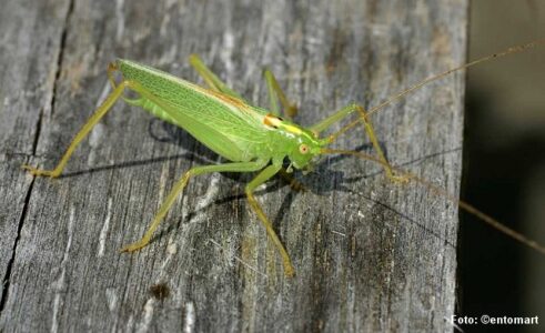 Egegræshoppen (Meconema thalassinum) lever især i løvskove, krat og haver med træer, gerne egetræer. Foto: ©entomart
