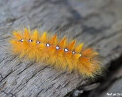 Ahornugle (Acronicta aceris) er en smuk, iøjnefaldende larve, der bl.a. ses på løvtræer som hestekastanje, eg, birk og ahorn. Foto: Sabine Jensen.