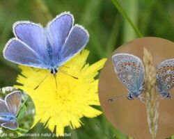 Alm. blåfugl (Polyommatus icarus).
