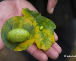 Stor sneglespinder, Apoda limacodes. Larven er godt kamufleret og lever på bladene af eg. Foto: Niels Lisborg.