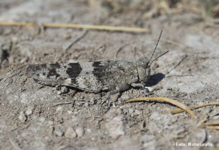 Blåvinget ørkengræshoppe (Oedipoda caerulescens) findes kun få steder i Danmark - bl.a. på Bornholm, Lolland og Falster. Den har en perfekt kamuflage.