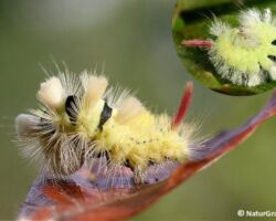 Bøgenonne, Calliteara pudibunda. Larven af denne penselspinder ses især i sensommeren på løvtræer - særligt bøg. Foto: Niels Lisborg.