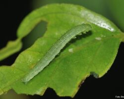 Citronsommerfugl (Gonepteryx rhamni). Her ses larven på et blad af Vrietorn. Foto: Dreamstime.com. Citronsommerfugl