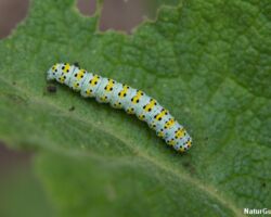 Kongelys-hætteugle (cucullia verbasci) lever, som navnet angiver, bl.a. på kongelys, men trives også på forskellige haveplanter og buske som f.eks. buddleja - sommerfuglebusk. Synonym med Shargacucullia verbasci. Foto: Niels Lisborg.