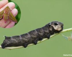 Dueurtsværmerens (Deilephila elpenor) larve ses gerne på gederams eller dueurt. Foto: Niels Lisborg.
