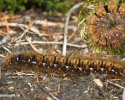 Egespinder, Lasiocampa quercus. Arten er trods navnet ikke specielt tilknyttet eg, men findes især i hede- og moseområder bl.a. på lyngplanter. Foto: Niels Lisborg.