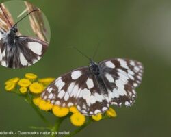 Galathea sommerfugl (Melanargia galathea) også kaldet skakbrætsommerfugl. Meget sjælden i Danmark.
