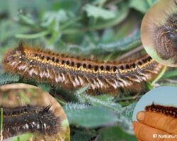 Græsspinder, Euthrix potatoria. Larven ses på mange forskellige græsser bl.a. tagrør. Foto: Niels Lisborg.