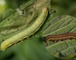Haveugle, Lacanobia oleracea. Ses bl.a. på køkkenhavens planter. Forekommer almindeligt i to farvevarianter - grøn og brun. Foto: Niels Lisborg Haveugle