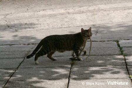 En huskat har fanget en snog og forsøger at slæbe den hjem til sine killinger. Foto: Stipe Kznic