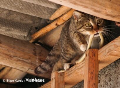 Den kæmpende snog slæbes nærmere sin skæbne: et kuld sultne killinger. Foto: Stipe Kznic.