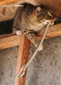 Slangen kæmper ihærdigt imod, men kattemor holder fast. Foto: Stipe Kznic.