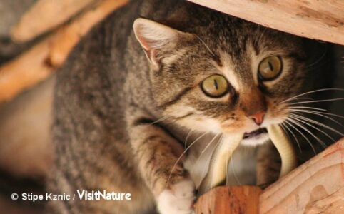 Den sprællende slange holdes godt fast mellem tænderne. Foto: Stipe Kznic.