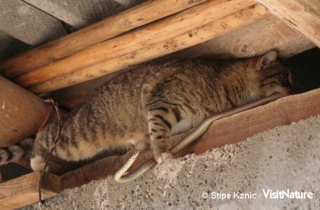 Katten forsvinder til sidst ind gennem en sprække til sine killinger, der fodres med den endnu levende snog. Foto: Stipe Kznic.