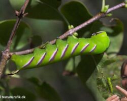 Ligustersværmer, Sphinx ligustri. En meget stor larve, der bl.a. ses på liguster, syren og snebær. Foto: Sabine Jensen.