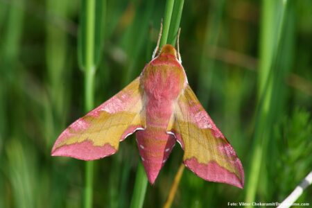 Lille vinsværmer (Deilephila porcellus)