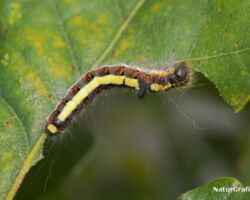 Psiuglens larve (Acronicta psi) kan bl.a træffes på havens roser, hvor den gerne æder blade. Foto: Niels Lisborg.