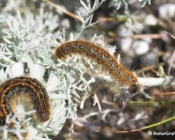 Strand-ringspinder, Malacosoma castrensis. Her fotograferet på malurt. Kan umiddelbart ligne M. neustria, der dog kan kendes på to mørke pletter på hovedet. Foto: Niels Lisborg.