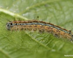 Ringspinder, Malacosoma neustria kendes på de to ansigtspletter. Disse mangler hos strand-ringspinderen. Foto: Niels Lisborg.