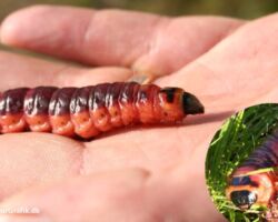 Rødorm/pileborer, Cossus cossus. Denne store larve af pileboreren kaldes for rødorm. Foto: Sabine Jensen.