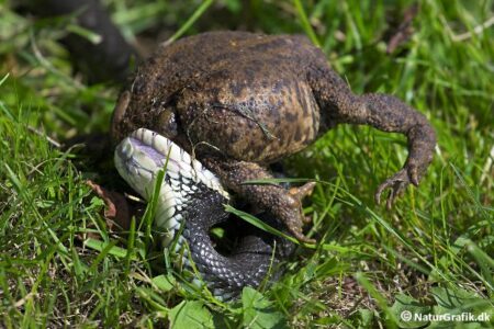 Drama: Snogen har grebet tudsen om hovedet og forsøger at vælte den rundt.