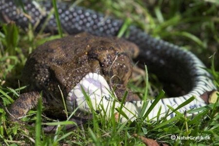 Tudsen puster sig op og forsøger at trække sig fri af snogens greb.