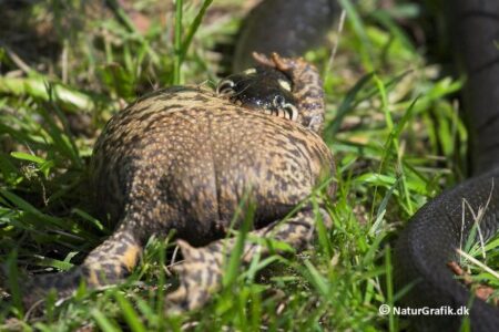 Det lykkes snogen at vælte tudsen rundt på ryggen.