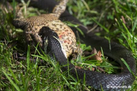 Tudsen kæmper stadig og puster sig ihærdigt op.