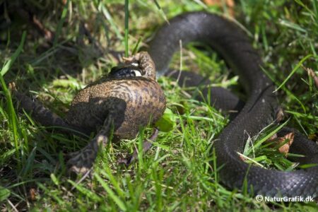Snogen forsøger at trække afsted med tudsen.