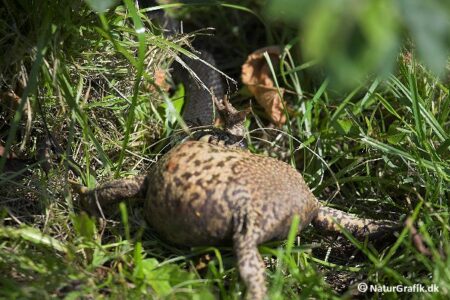 Snogen formår til sidst at trække tudsen ind under en busk. Hvad der derefter skete er uvist. Foto: Sabine Jensen.