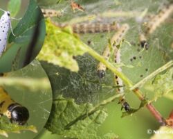Hæg-spindemøl, Yponomeuta evonymella. Der findes flere lignende spindemøl bl.a. tjørn og æble-spindemøl. Larverne kan til tider indehylde hele træer i et tæppe af spind, hvor under larverne gemmer sig. Foto: Sabine Jensen.