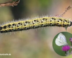 Stor kålsommerfugl, Pieris brassicae. Denne meget almindelige larve optræder ofte som skadedyr i køkkenhaven. Foto: Niels Lisborg.