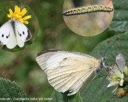 Stor kålsommerfugl (Pieris brassicae). Larven er kendt som skadedyr i grønkål.