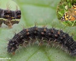 Tidselsommerfugl, Cynthia cardui. Larven af denne sommerfugl forpubber sig nemt i fangenskab. Foto: Niels Lisborg.