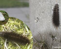 Hvid tigerspinder, Spilosoma urticae. Ligner meget almindelig tigerspinder, men denne har oftest tydeligere rygstribe. Larven lever bl.a. på vandmynte, gul iris og mælkebøtte. Ses hyppigt i august og september på vandring over veje og stier. Foto: Niels Lisborg.