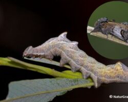 Zigzagspinder, Notodonta ziczac. Foto: Niels Lisborg.
