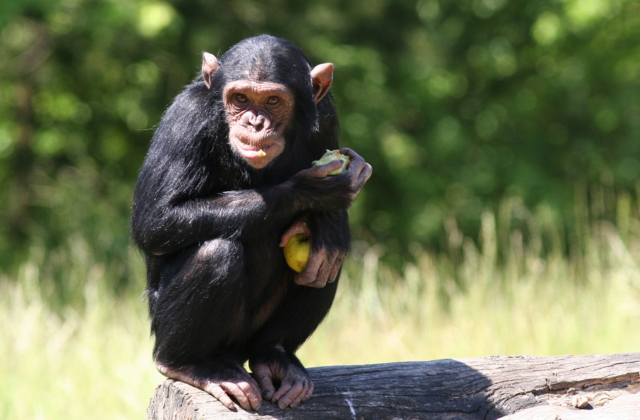 Chimpanse