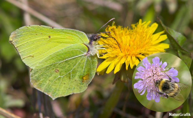 I marts dukker citronsommerfuglen op og de første humlebier summer.