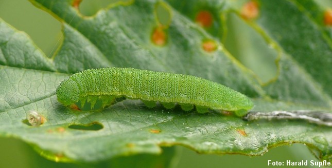 Citronsommerfuglens grønne larve lever især på det lille træ, der ofte vokser i moser. Foto: Harald Süpfle, CC BY-SA 3.0, Wikipedia.