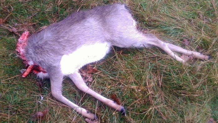 En dåkalv fik hovedet bidt af i Jægersborg Dyrehave nord for København. Dna-analyser afslørede at det var en hund og ikke en ulv, der stod bag. Foto: Naturstyrelsen. 