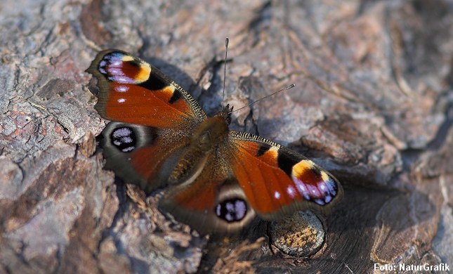 Dagpåfugleøje dukker frem fra overvintringspladsen og nyder forårssolen.