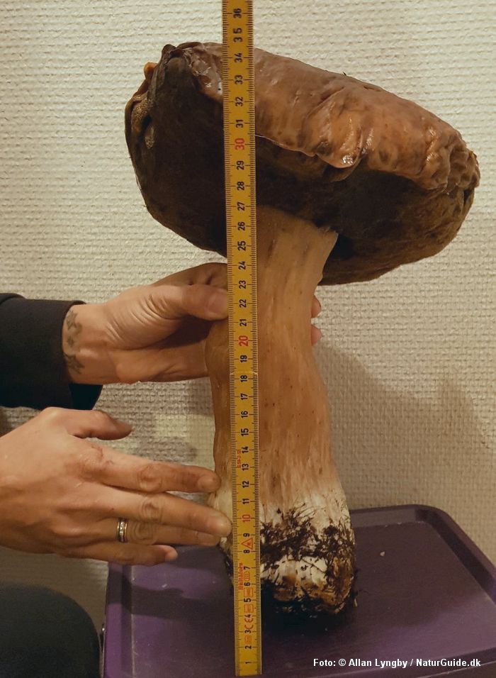 Danmarks største karl-johan-rørhat