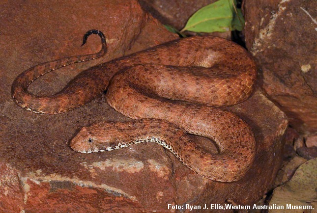 deathadder
