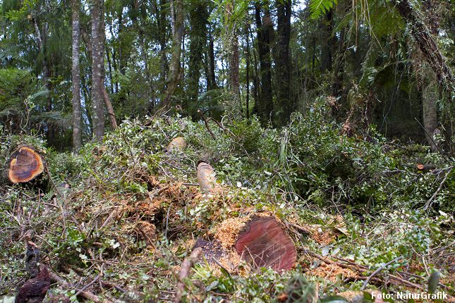 Ny undersøgelse viser at jorden huser 7 gange flere træer end hidtil antaget.