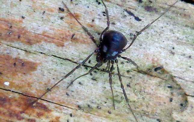 Dødningehovedmejer. Foto: AfroBrazilian, CC BY-SA 3.0, Wikipedia.