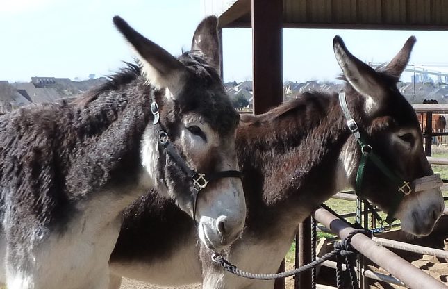 Æsler anvendes med succes i Tyskland til at forsvare får mod ulve. Her det amerikanske mammoth-æsel, der er særligt velegnet til opgaven. Foto:  PYellott, CC BY-SA 3.0, Wikimedia.