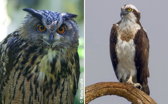 En stor hornugle, Europas største ugle med et vingefang omkring 170 cm, har plyndret en af Danmarks tre sjældne fiskeørnereder.