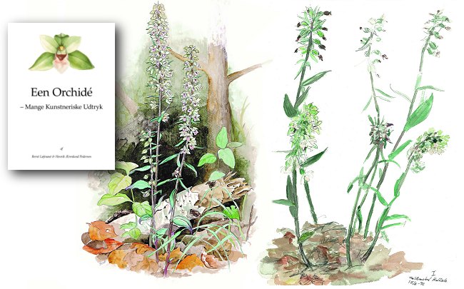 een_orchide_ill