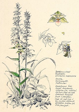 En lille naturhistorie om tætblomstret hullæbe og hvepsen af Claus Bering. Illustration fra bogen.